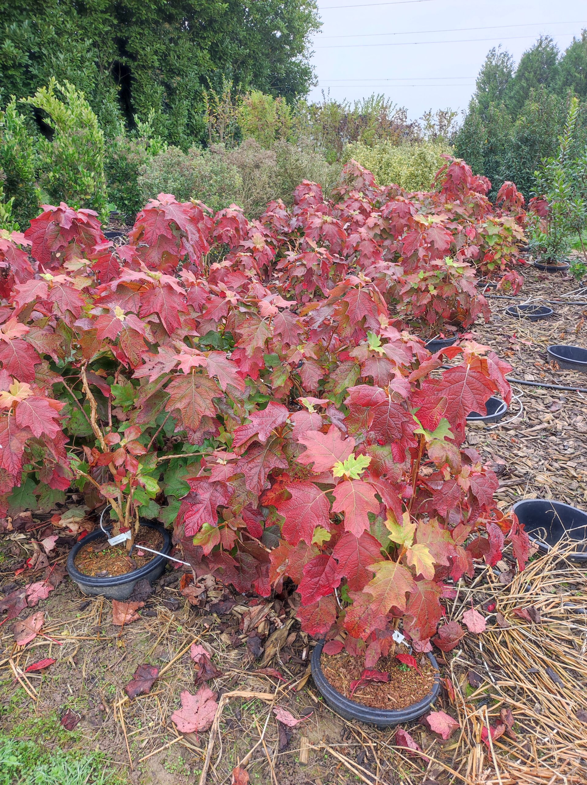 HYDRANGEA quercifolia Alice