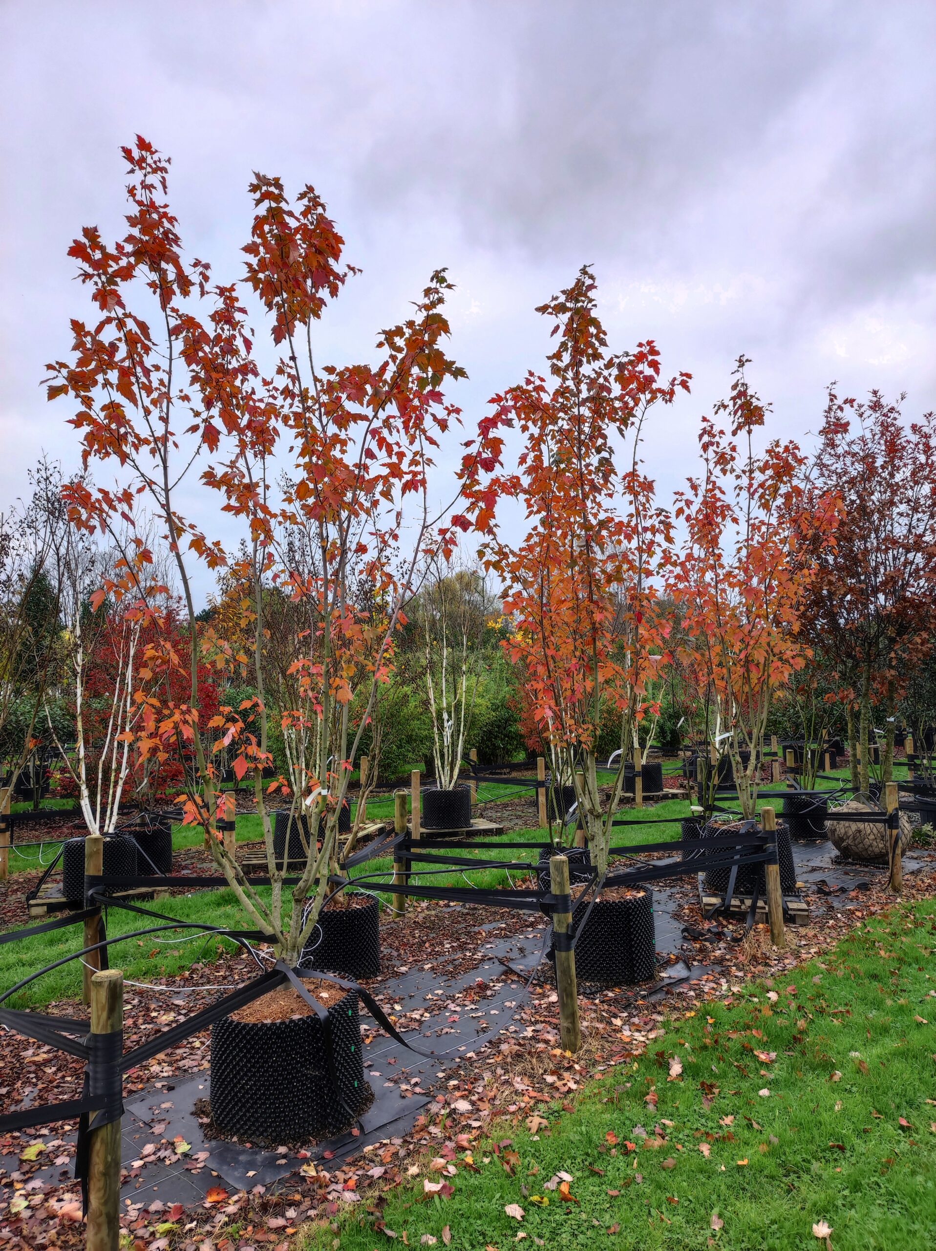 ACER rubrum Sun valley