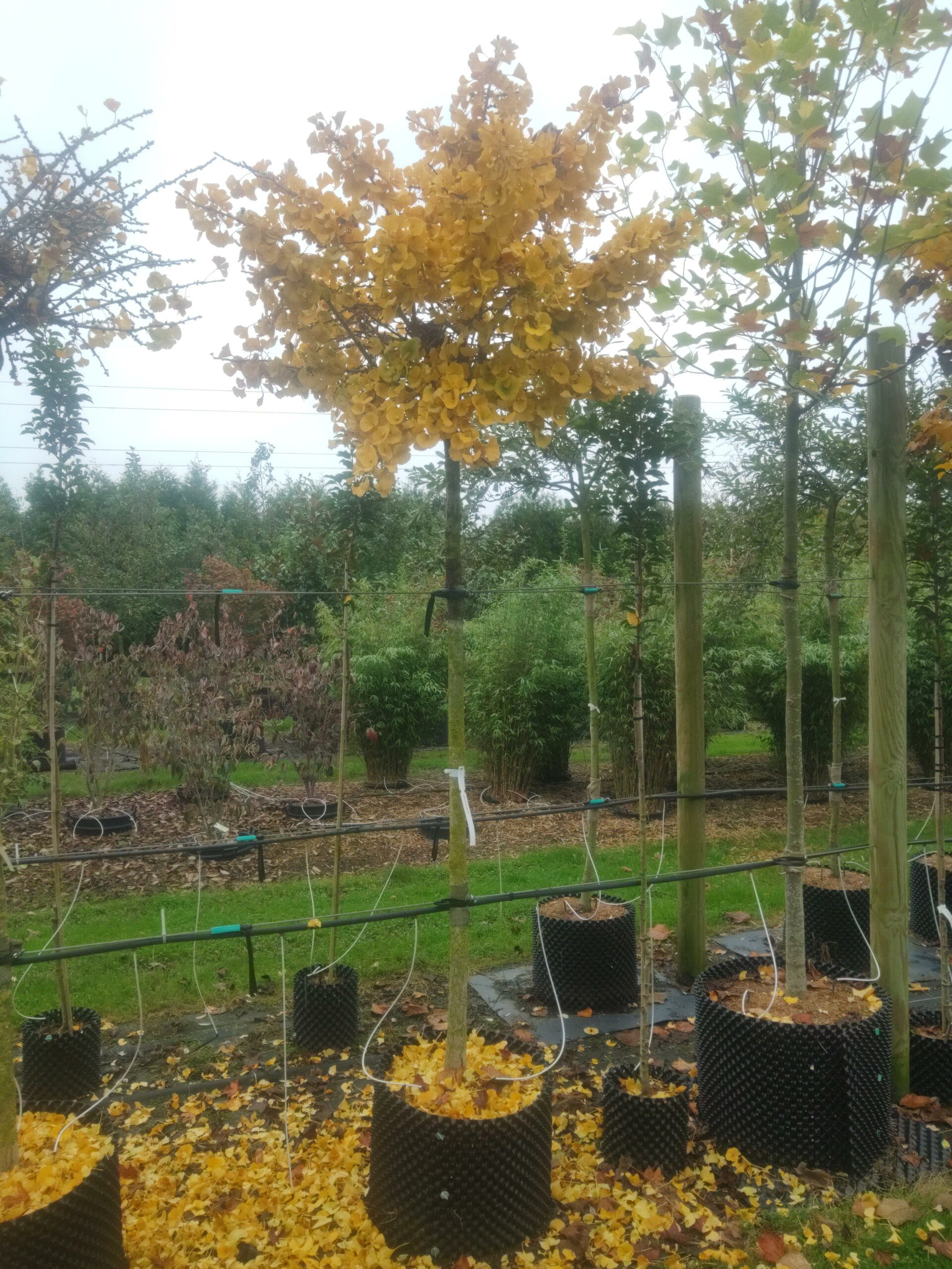 GINKGO biloba Mariken