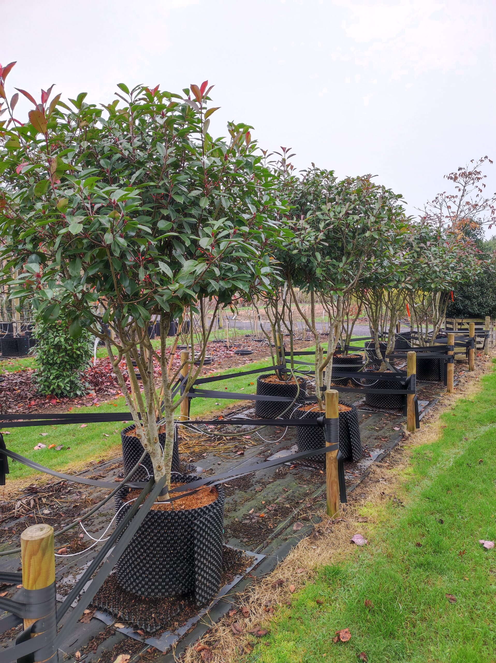 PHOTINIA fraseri Red robin