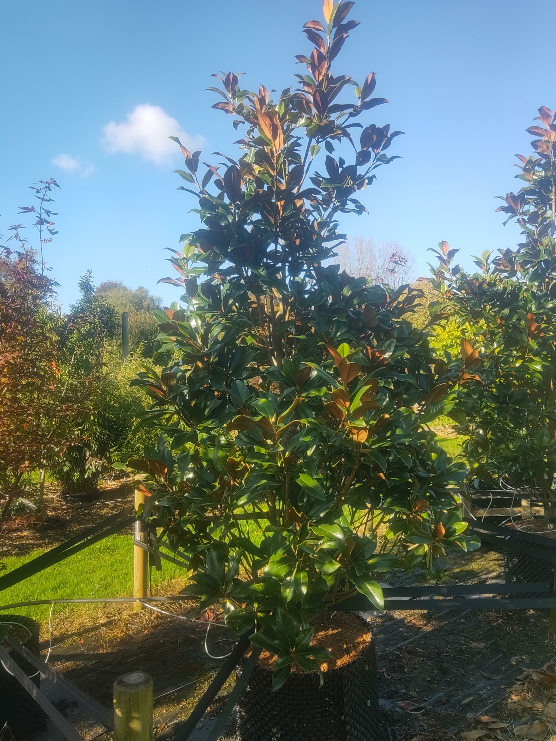 MAGNOLIA grandiflora Galissoniensis praecox