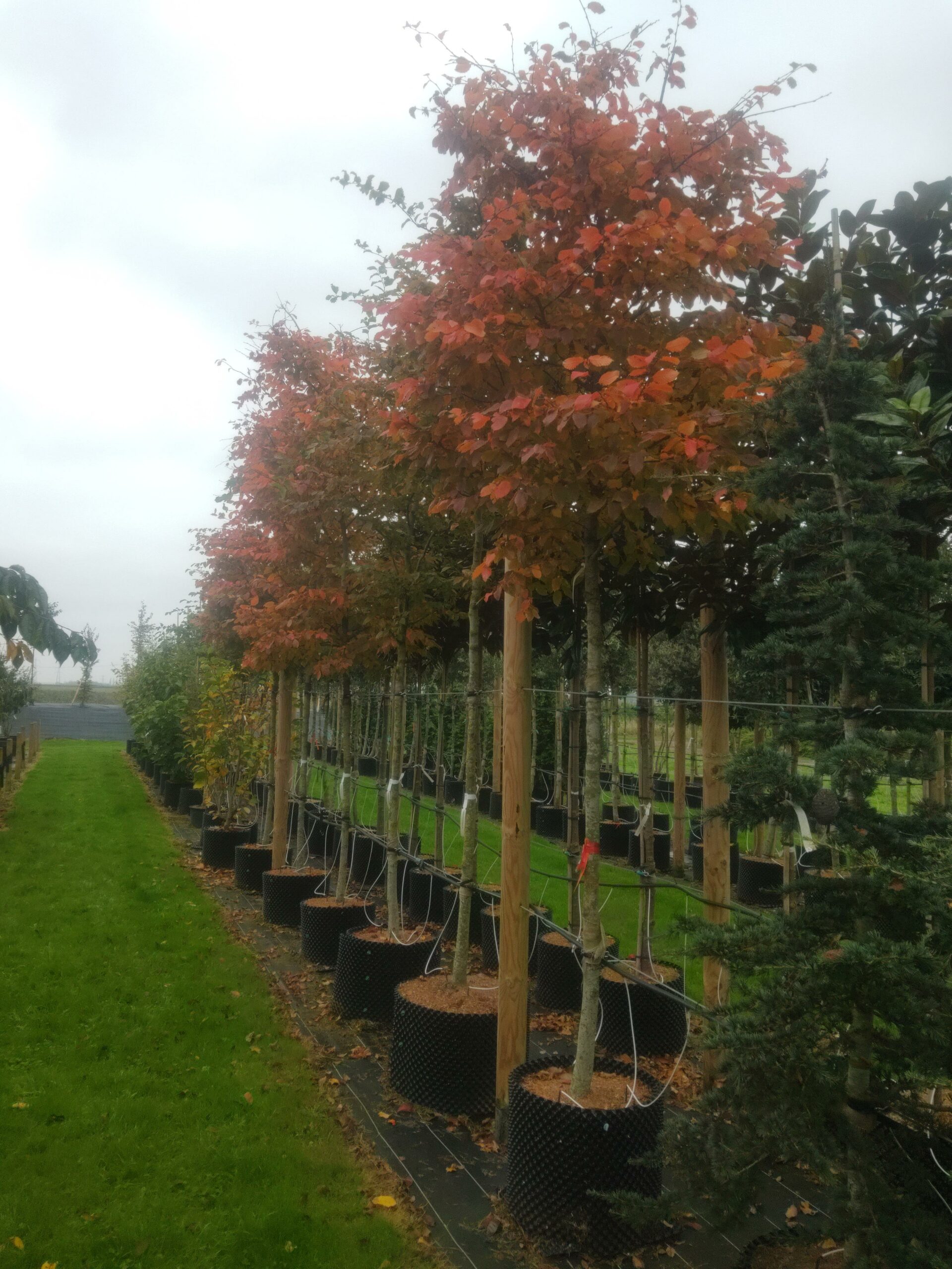 CARPINUS betulus Rockhampton red®