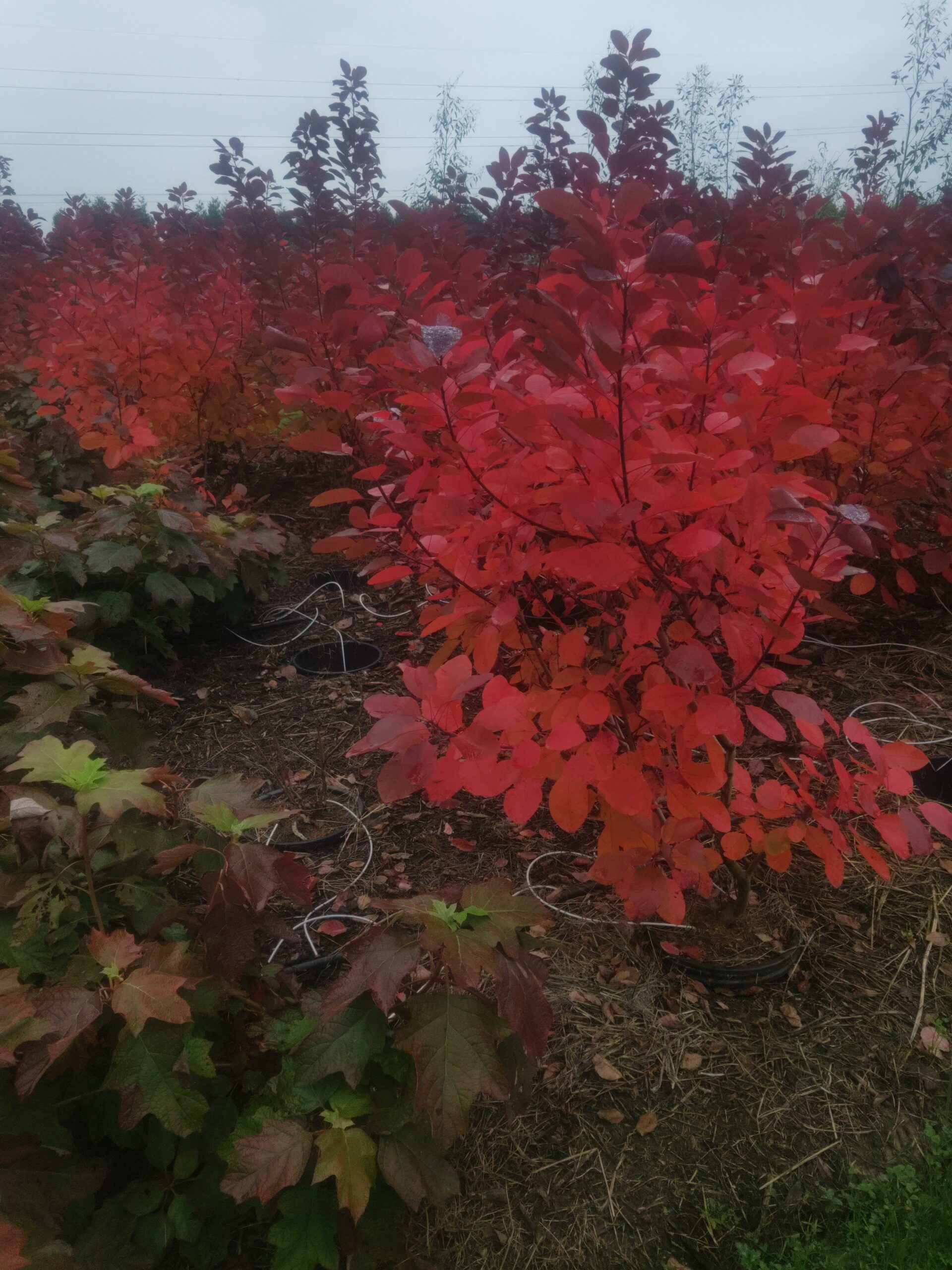 COTINUS dummeri Grace